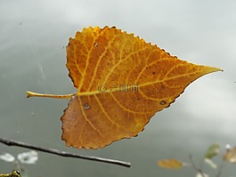 葉子,黃色,結(jié)構(gòu)