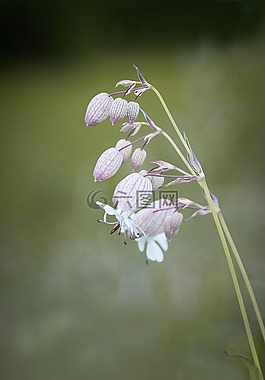 普通八卦康乃馨,silene 寻常型,花