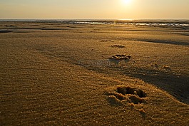 沙,海岸,海灘
