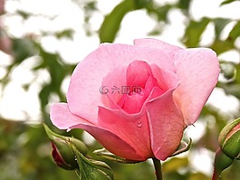 玫瑰,花開花,粉紅色