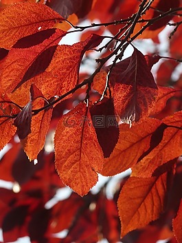 葉子,秋,紅色