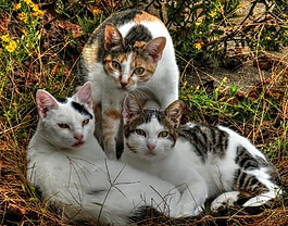 猫,三,动物