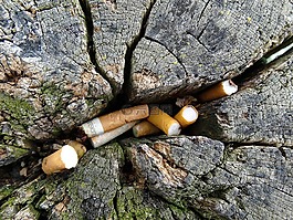 香煙,處置,樹樹干