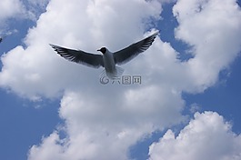海鷗,鳥類,天空
