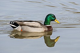 鴨,鳧,水