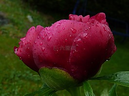 花,性質(zhì),宏