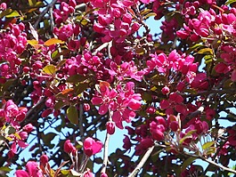 紅色,樹(shù),鮮花
