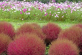 背景,花,草