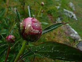 鮮花,性質(zhì),花園