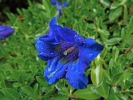 鮮花,性質(zhì),宏