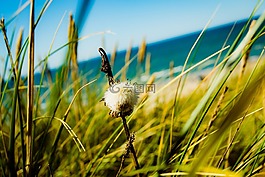 花,沙丘,北海