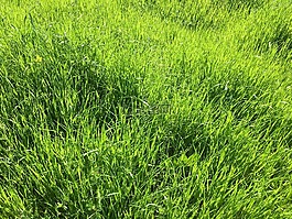 春天,綠色,能源