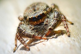 數(shù)值調(diào)節(jié)鈕,bug,動(dòng)物