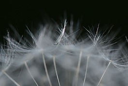 蒲公英,性質(zhì),花卉