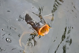 魚(yú),池,水