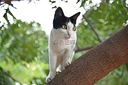自然,動物,可愛