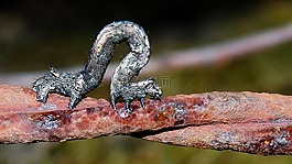 毛蟲,棒,昆蟲