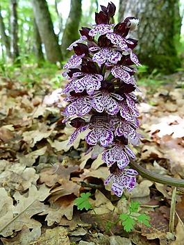 鮮花,植物區(qū)系,性質(zhì)
