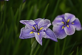 花,紫罗兰色,花的
