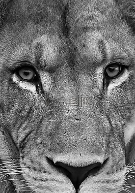 獅子,野生生活,眼睛