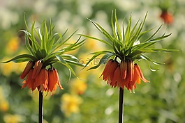 鮮花,帝冠,橙