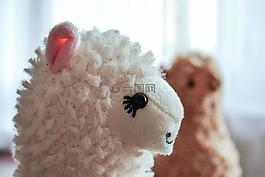 可愛的,羊駝,動物