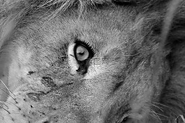 獅子,眼,無線