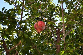 石榴,水果,植物學(xué)