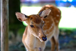動(dòng)物,動(dòng)物攝影,特寫