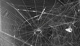 景觀,web,黑色和白色