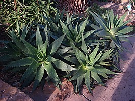 陰影,植物園,愛丁堡