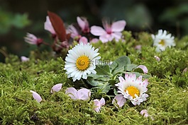 鮮花,雛菊,春天