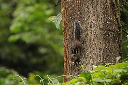 西高止山脈松鼠,野生動物,瓦爾巴賴