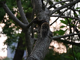 松鼠,樹,公園