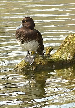 鳥,水,鴨