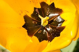 郁金香,開花,花萼