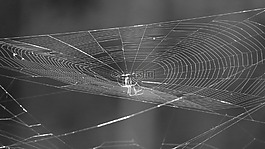 景觀,web,黑色和白色