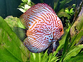 魚,海上生活,水族館