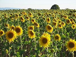 向日葵,原野,向日葵的字段