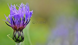 藍(lán)色,花,鮮花