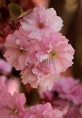 花樹,日本櫻花,粉紅色