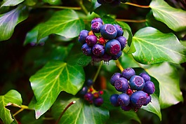 水果,布什,農(nóng)業(yè)