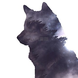 狼,自然,photoshop中