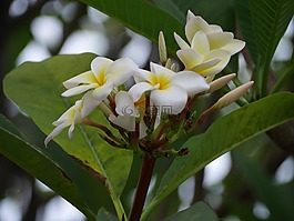 鮮花,白,黃色