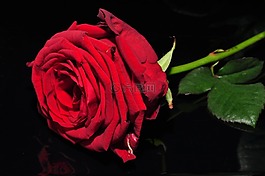 花卉,紅色花,ros