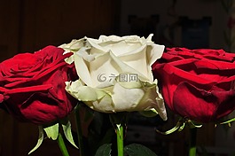 鮮花,紅色花,ros