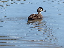 鴨,鳥,野生動物