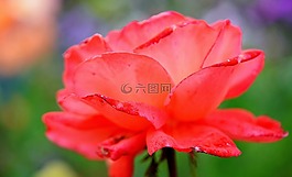 玫瑰,紅玫瑰,鮮花