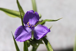 紫色,花,開(kāi)花