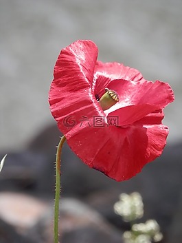 罌粟,紅色,關(guān)閉